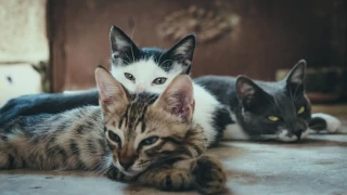 Сприятеляват ли се котките с други котки? Експерти казаха истината