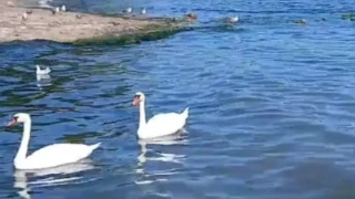 Чудо! Кой пристигна на нашето море