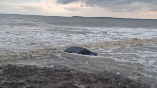 Два живота са спасени от водния ад на Елените!